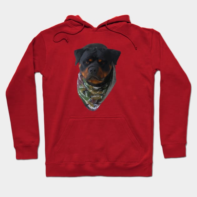 Rottweiler Wearing A Turkiye Dog Bandana Hoodie by taiche